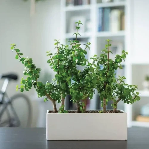 landscaping indoor-plant 01
