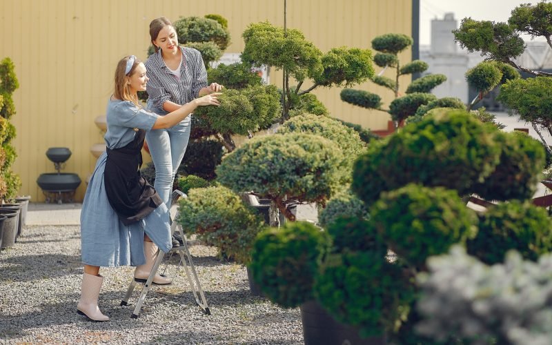 Women working in a greenhouse with green trees Women in a greenhouse. Lady working with a trees. Girl in a black apron.